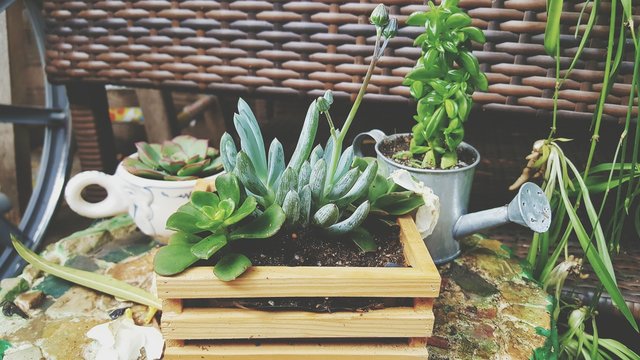 Potted Plants On Table