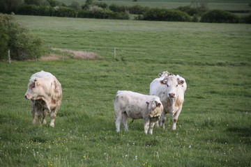 Fototapeta premium Charolais domestic beef cattle herd 