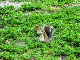 Small brown squirrel