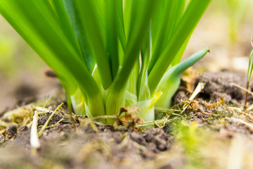 Close-up of the onion in the garden