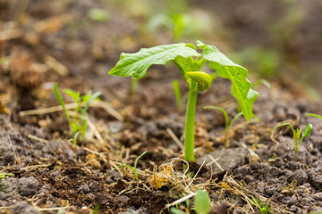 Bean plant growing in the garden in the season of spring