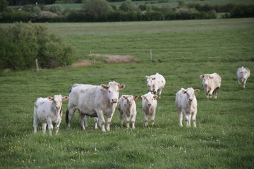 Charolais domestic beef cattle herd	

