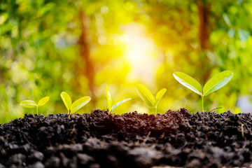 the seedling are growing