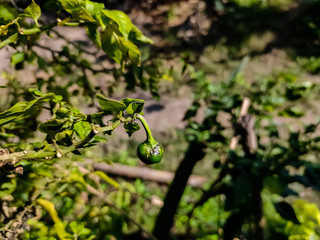 Capsicum pubescens is native to Bolivia and Peru and dates back to pre-Incan times; traces of its presence have been found in the Guitarrero Caves.