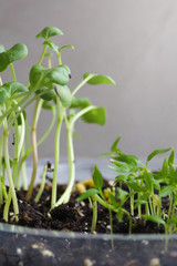 Young green sprout growing in soil. Environment and ecology concept.