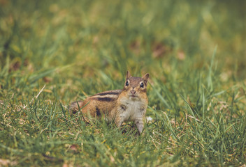 Eastern Chipmunk pauses for a pose in green grass vintage garden setting