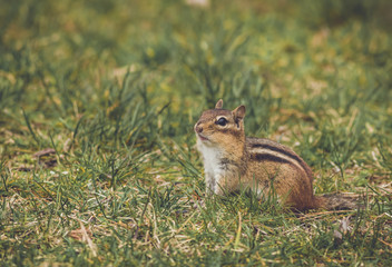 Eastern Chipmunk pauses for a pose in green grass vintage garden setting