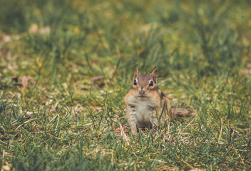 Eastern Chipmunk pauses for a pose in green grass vintage garden setting