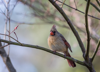 Northern Cardinal female, Cardinalis cardinalis, perched on plum tree in spring