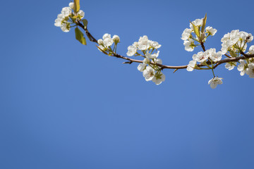 White flowers on branch in Spring against blue sky background copy space