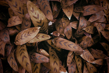 green leaves texture and background