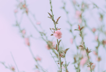 Pink cherry flower blossom on japanese vintage style