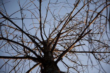 árbol seco