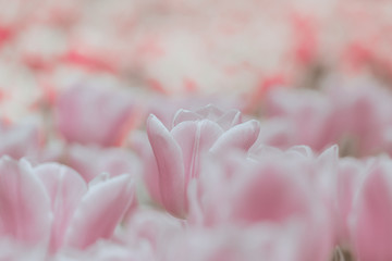 Beautiful tulip on japanese vintage style;  background or texture