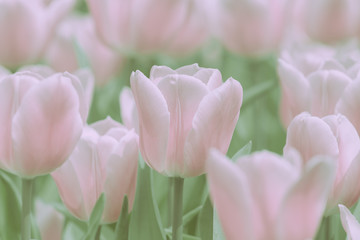 Fototapeta premium Beautiful tulip on japanese vintage style; background or texture