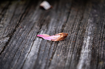 A fallen flower petal sits on the deck at a nature preserve.