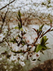 cherry blossom in spring