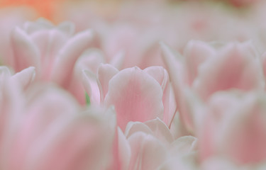Beautiful tulip on japanese vintage style;  background or texture