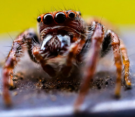 Hairy Spider with big eyes and fangs found in a back yard of my house Sydney Australia 