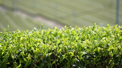 茶畑
