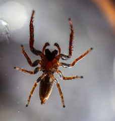 Hairy Spider with big eyes and fangs found in a back yard of my house Sydney Australia 
