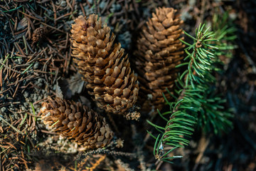 dry pine cones, close view 