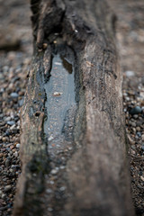 A small puddle sits on top of a log that washed up on shore.