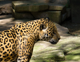 Jaguar © Oscar
