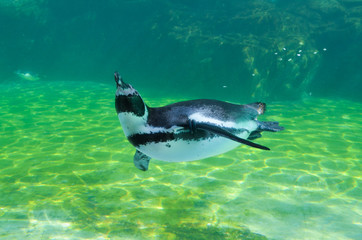 葛西臨海水族園のフンボルトペンギン