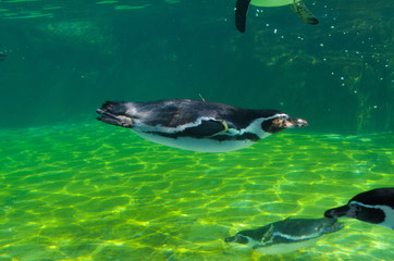 葛西臨海水族園のフンボルトペンギン