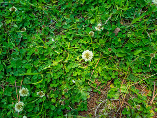 シロツメクサのクローズアップ