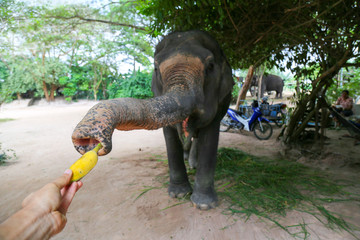 feeding an elephant a banana