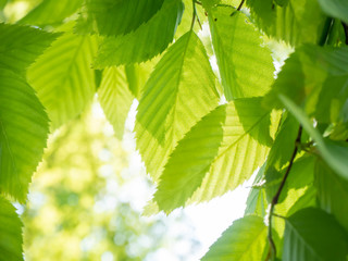 日差しと若々しい新緑の葉