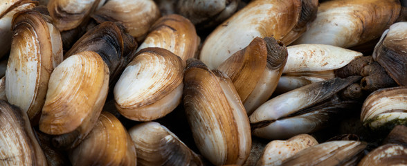 Fresh shellfish prepared to be cooked on Cat Ba Island