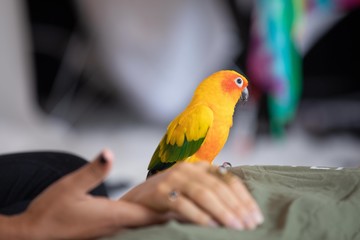 parrot in hand