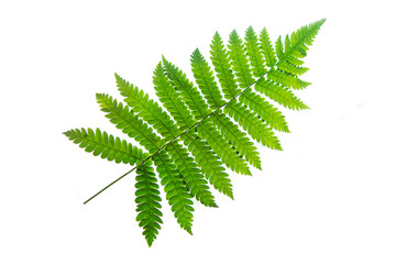 seamless fern leaf isolated on white with clipping path