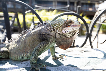 galapagos land iguana