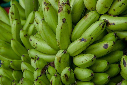 Green baby bananas. Musa is one of three genera in the family Musaceae, it includes bananas and plantains