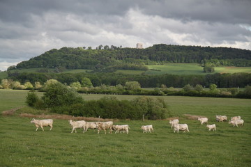 Fototapeta premium Charolais domestic beef cattle herd 