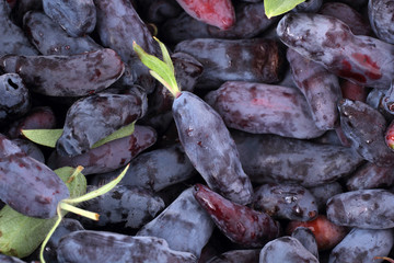 Honeysuckle berries background