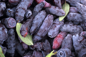 Honeysuckle berries background