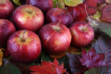 Apples on autumn leaves