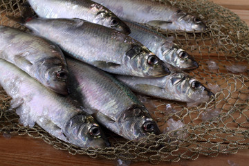 Herring on net