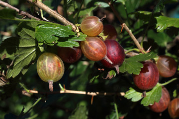 Growing gooseberry