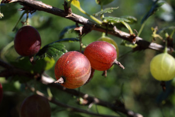 Growing gooseberry