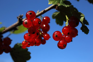 Growing red currant