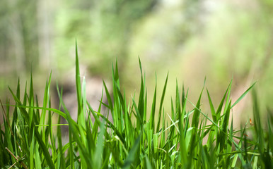 Bright fresh green grass bakground. Ecology summer nature wallpaper concept