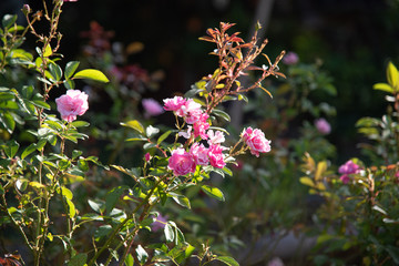 Garden rose bush (Rosa spp) flowers in sunny afternoon