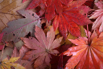 Autumn leaves background