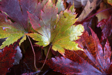 Autumn leaves background